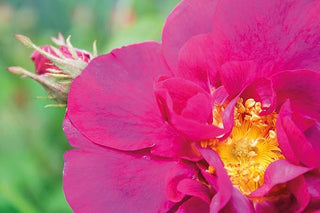 weleda-wild-rose-body-oil-100ml