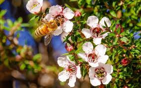 algem-manuka-gummy-40-s